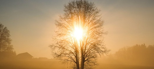 How Dead Trees Brought Baha’i Principles to Life for Me