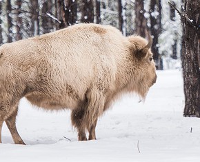 White Buffalo Calf Woman, The Peacemaker, and Baha’u’llah