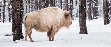 White Buffalo Calf Woman, The Peacemaker, and Baha’u’llah