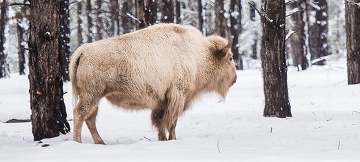 White Buffalo Calf Woman, The Peacemaker, and Baha’u’llah