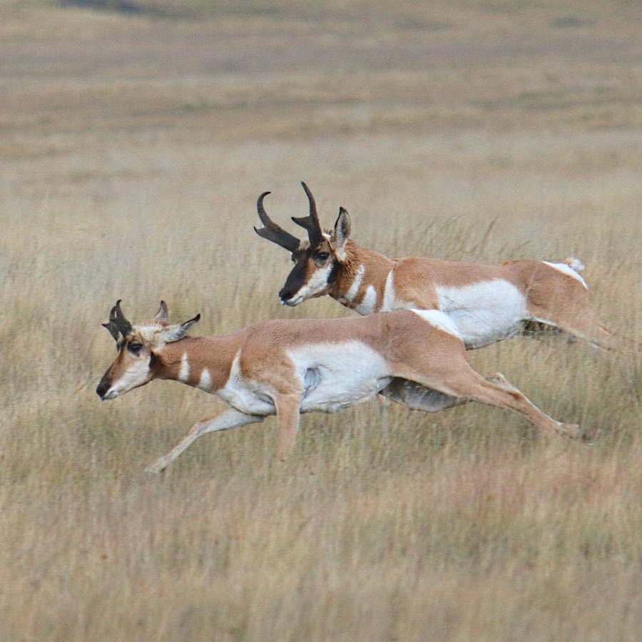 pronghorn-bahai-teachings