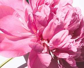 What’s the Difference Between Lent and the Baha’i Fast?