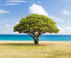 The Baha’i Faith: A Tree Grew, and Who Knew?