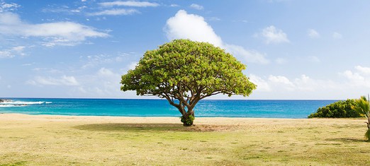 The Baha’i Faith: A Tree Grew, and Who Knew?