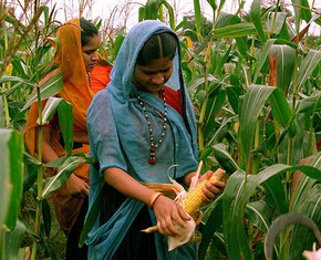 Baha’i World Article Highlights Centrality of Agriculture