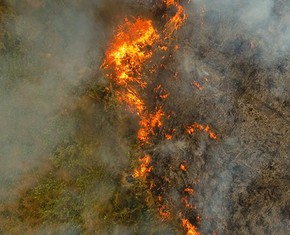 Vacas, hamburguesas y los incendios en la Amazonía