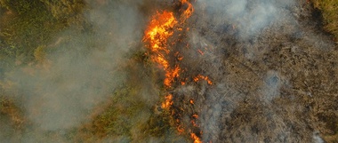 Vacas, hamburguesas y los incendios en la Amazonía