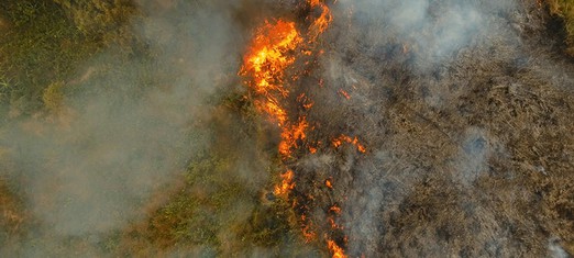 Vacas, hamburguesas y los incendios en la Amazonía