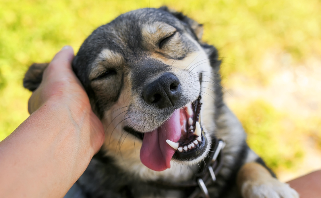 Pets: More than Just Animals