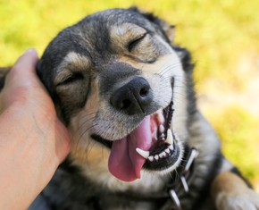 Pets: More than Just Animals