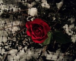 Collateral Beauty: the Silver Linings in Tests, Loss, and Grief