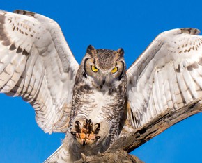 Listening to the Wise Ones – Voices of the Great Spirit