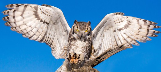 Listening to the Wise Ones – Voices of the Great Spirit