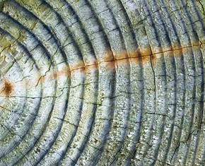 La pandemia pone de relieve la necesidad de abordar las dimensiones morales del cambio climático, advierten los académicos