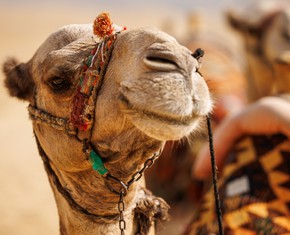 Tie Your Camel, But Trust in God
