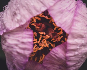 ¿Qué enseñó Bahá’u’lláh?