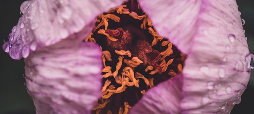 ¿Qué enseñó Bahá’u’lláh?