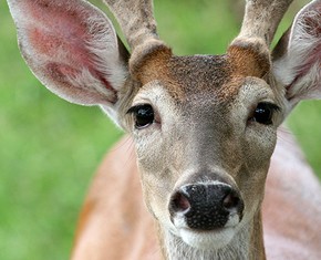 ¿Deberíamos cazar y comer animales?
