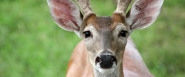 ¿Deberíamos cazar y comer animales?