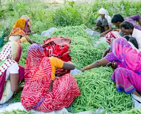 “Participation Is the Key”: Baha’i Chair Tackles Food Security