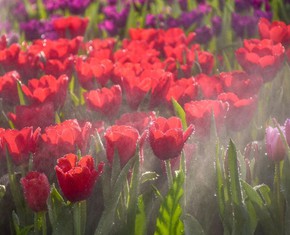 La definición bahá’í de paraíso: El primer día de Ridván