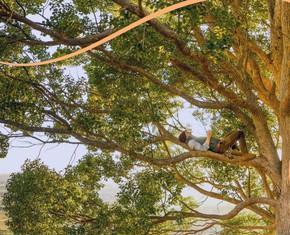 The Spiritual Meaning and Significance of Trees