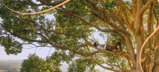 The Spiritual Meaning and Significance of Trees