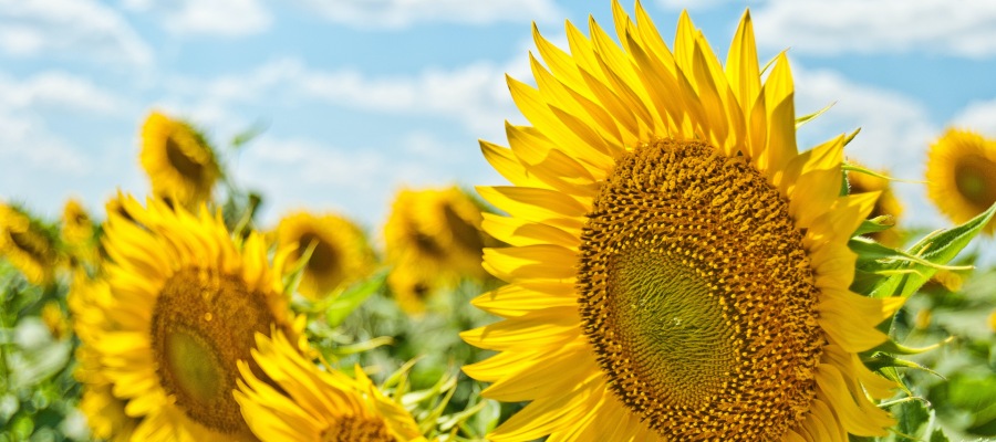 yellow flowers in summer season