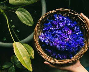 The Virtues Basket: A Video Series About How to Practice Virtues