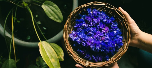 The Virtues Basket: A Video Series About How to Practice Virtues