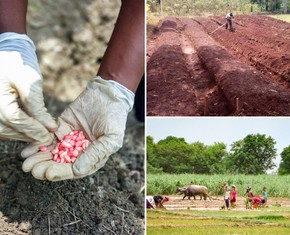 Shift in Agricultural Systems Necessary for Sustainability, Says BIC
