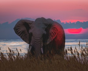 Domando el animal interior: cómo evoluciona el yo inferior