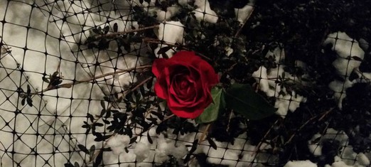 Belleza inesperada: el aspecto positivo de las pruebas, la pérdida y el dolor