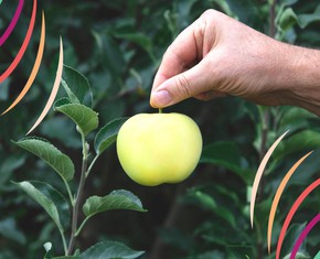 “Ye Shall Know Them By Their Fruits:” 4 Ways to Assess a Prophet