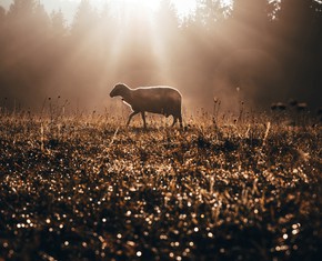 What Do “the Wolf and the Lamb” Symbolize?