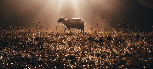 What Do “the Wolf and the Lamb” Symbolize?