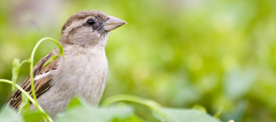 house sparrow