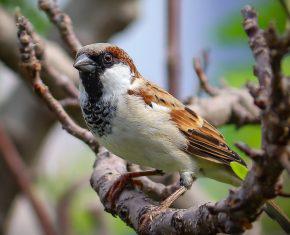 The Spiritual Meaning and Symbolism of Sparrows