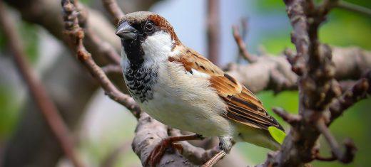 The Spiritual Meaning and Symbolism of Sparrows