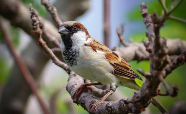 The Spiritual Meaning and Symbolism of Sparrows