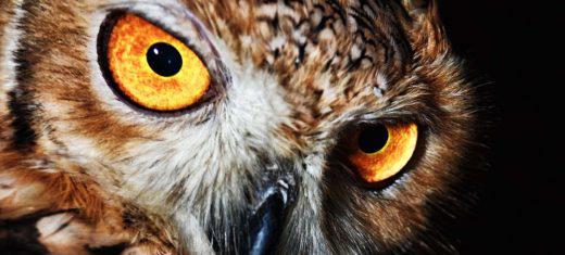 The Symbolic Meaning of Owls in Prophecies and Omens