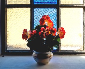 Seeing the Flower – or Its Shadow