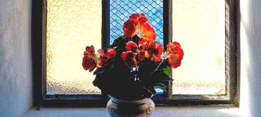 Cómo ver la flor, o su sombra