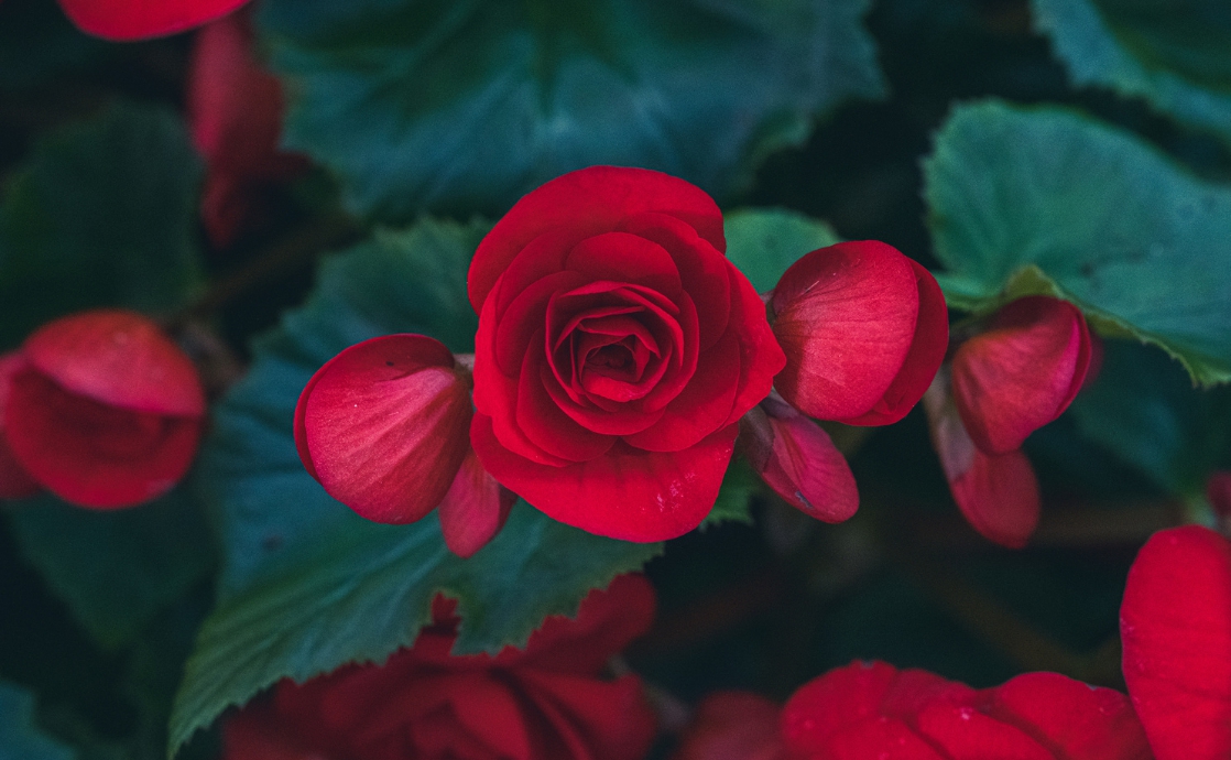 Celebrando el Festival Bahá’í de Ridván