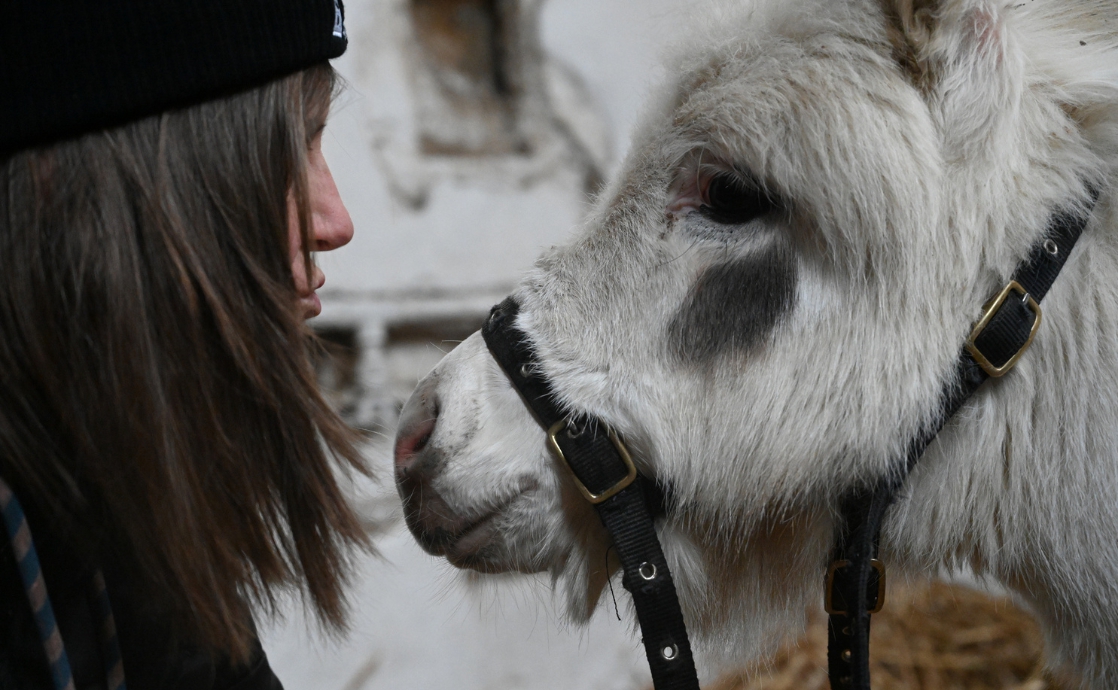 How an Animal Helped Heal My PTSD