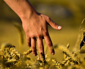 How Spiritual Principles Can Revolutionize the Food Economy