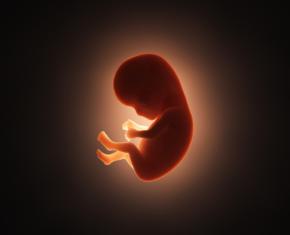 Eggs, Zygotes, and Embryos: When Does Life, and the Soul, Begin?