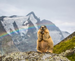 Is It Groundhog Day – Again?