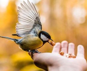 The Life Lesson a Little Lost Bird Taught Me