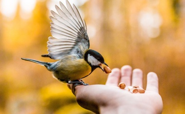 The Life Lesson a Little Lost Bird Taught Me